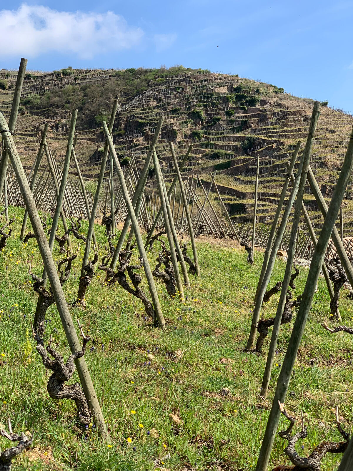 UVA_WINEWALL