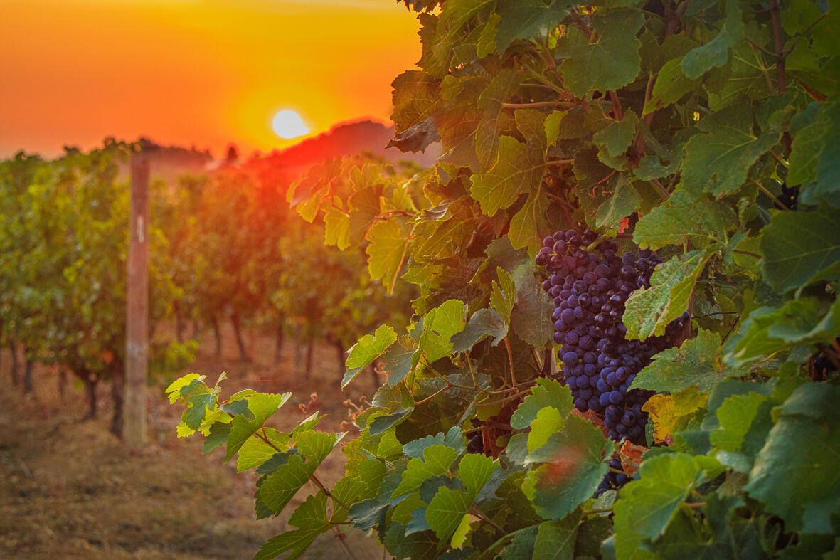 UVA_WINEWALL