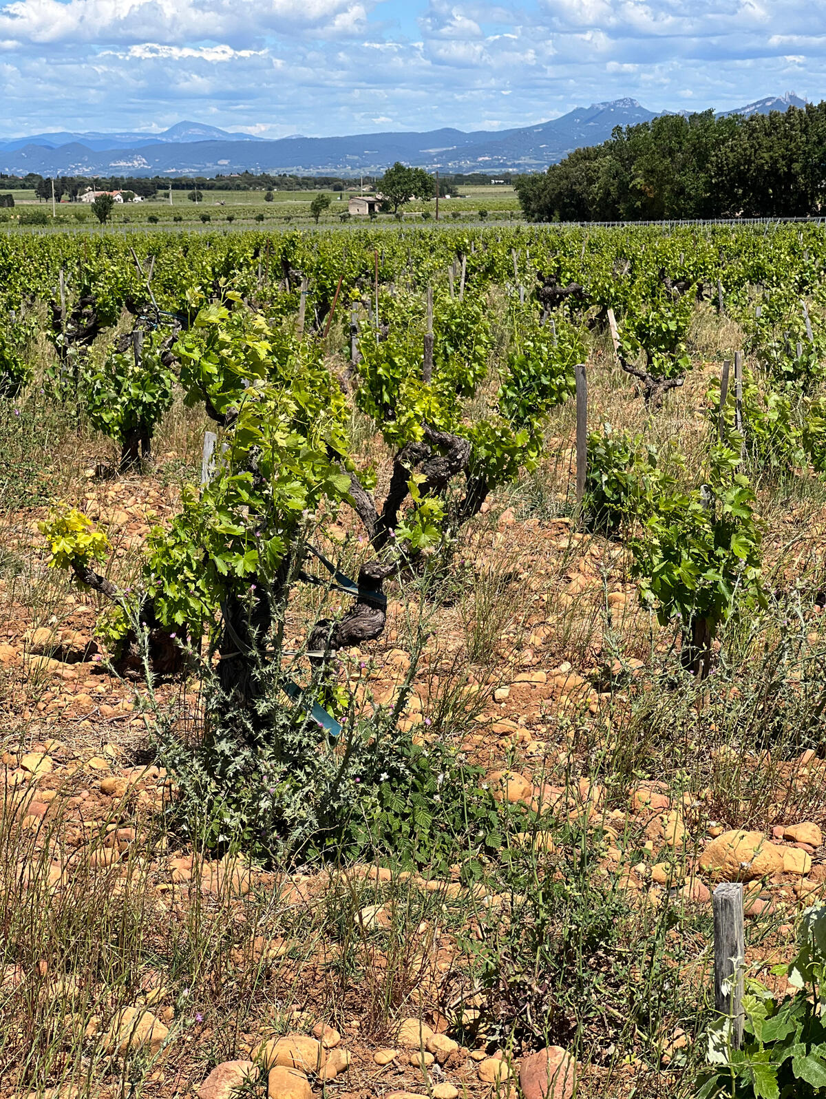 UVA_WINEWALL